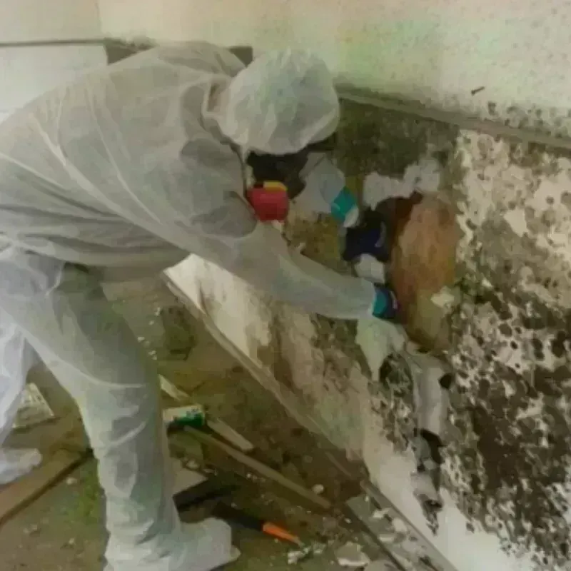 Mold Remediation and Removal in Swampscott, MA